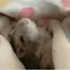 Hamsters 23