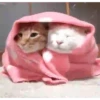 Animalitos .MOVI 27
