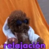 Animales Simpáticos MOV. 23