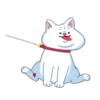 Perro shiba 19