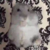 Animalitos .MOVI 28