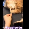 Animales Simpáticos MOV. 24