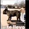 Animales Simpáticos MOV. 25
