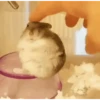Hamsters 24