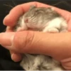 Hamsters 25