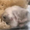 Hamsters 26