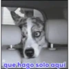 Animales Simpáticos MOV. 26
