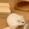 Hamsters 27