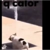 Animales Simpáticos MOV. 28