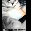 Animales Simpáticos MOV. 29