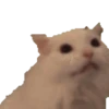 pepedb 6
