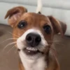 🐱Animalitos gracioso🐶🐕 Mov 6