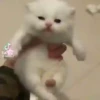 ️Tik tok mov 6 ️ 5