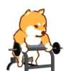 Shiba Hitting the Gym 5