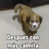 🐱Animalitos gracioso🐶🐕 Mov 7