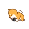 Shiba Hitting the Gym 6