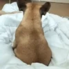🐱Animalitos gracioso🐶🐕 Mov 8