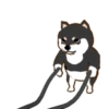 Shiba Hitting the Gym 7