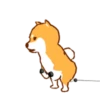 Shiba Hitting the Gym 8
