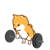 Shiba Hitting the Gym 9