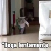 🐱Animalitos gracioso🐶🐕 Mov 9