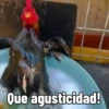 🐱Animalitos gracioso🐶🐕 Mov 10