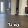 🐱Animalitos gracioso🐶🐕 Mov 11