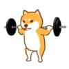 Shiba Hitting the Gym 11