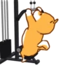 Shiba Hitting the Gym 12