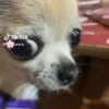 ️Tik tok mov 6 ️ 10