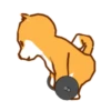 Shiba Hitting the Gym 13