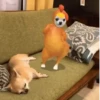 🐱Animalitos gracioso🐶🐕 Mov 12