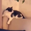 🐱Animalitos gracioso🐶🐕 Mov 13