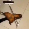 +18 Stickers 15