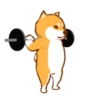 Shiba Hitting the Gym 14