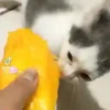 ️Tik tok mov 6 ️ 12