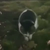 🐱Animalitos gracioso🐶🐕 Mov 14