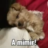 🐱Animalitos gracioso🐶🐕 Mov 15
