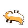 Shiba Hitting the Gym 16