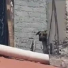 🐱Animalitos gracioso🐶🐕 Mov 16
