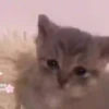 ️Tik tok mov 6 ️ 14