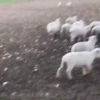 🐱Animalitos gracioso🐶🐕 Mov 18