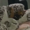 🐱Animalitos gracioso🐶🐕 Mov 19