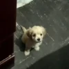 🐱Animalitos gracioso🐶🐕 Mov 20