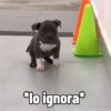 🐱Animalitos gracioso🐶🐕 Mov 21