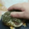 frogs for the frog gal 11