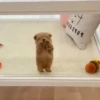 🐱Animalitos gracioso🐶🐕 Mov 23