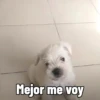 🐱Animalitos gracioso🐶🐕 Mov 24