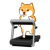 Shiba Hitting the Gym 20