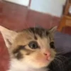 🐱Animalitos gracioso🐶🐕 Mov 25